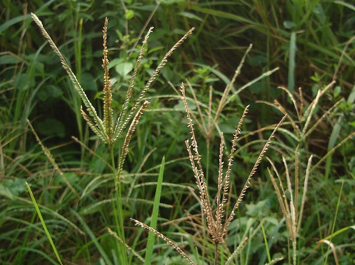 Eleusine indica